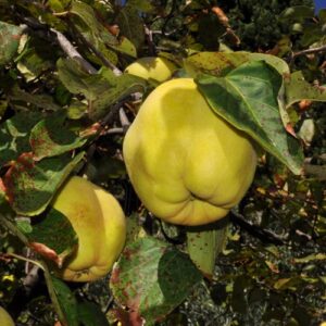 Cydonia oblonga Mill.