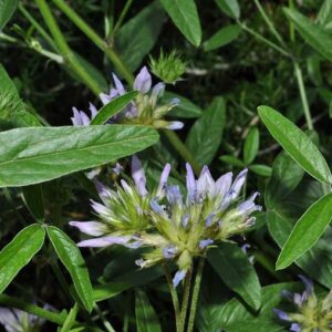 Bituminaria bituminosa (L.) C.H. Stirt.