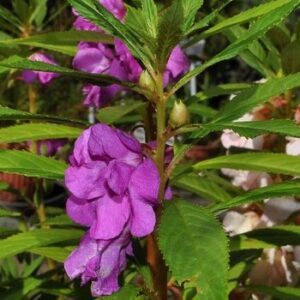 Impatiens balsamina L.