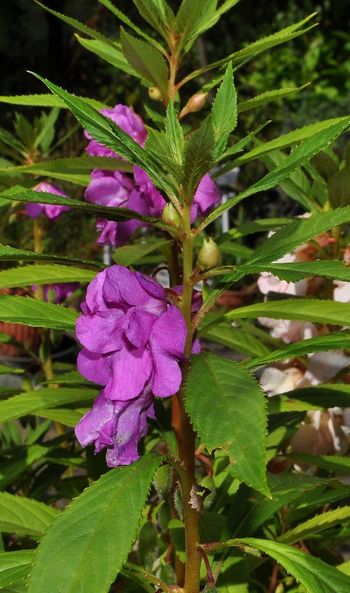 Impatiens balsamina L.