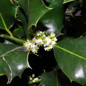 Ilex aquifolium L.