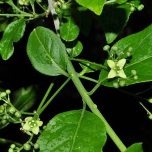 Euonymus europaeus L.