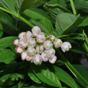 Staphylea pinnata L.