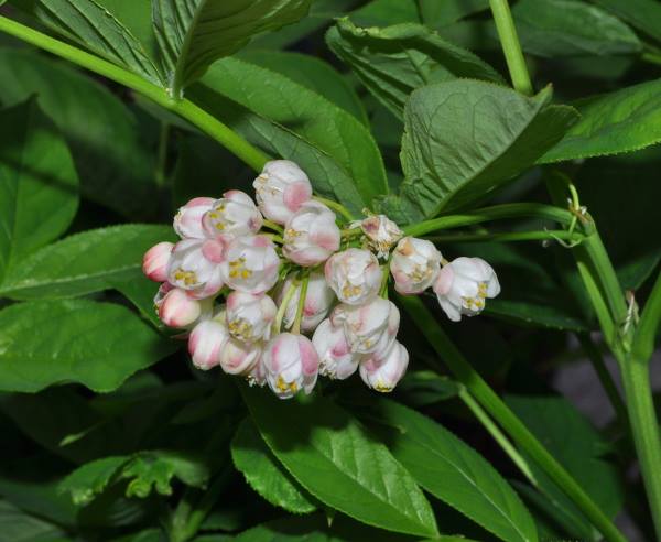 Staphylea pinnata L.