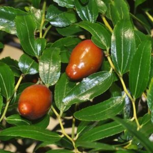 Ziziphus jujuba Mill., nom. cons.