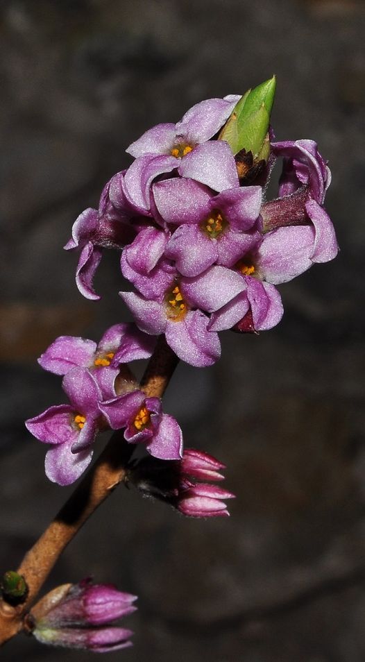 Daphne mezereum L.