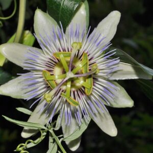 Passiflora caerulea L.