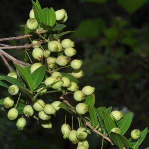 Myrtus communis L.