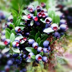 Myrtus communis subsp. tarentina (L.) Nyman