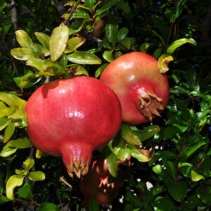 Punica granatum L.