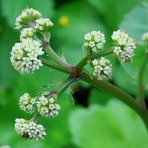 Sanicula europaea L.