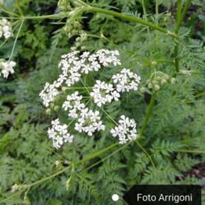 Anthriscus sylvestris (L.) Hoffm.