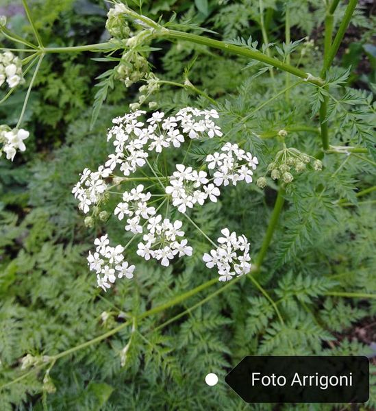 Anthriscus sylvestris (L.) Hoffm.