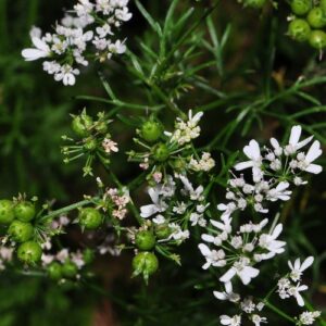 Coriandrum sativum L.