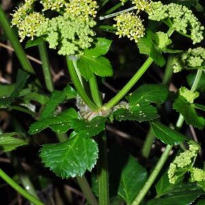 Smirnium olusatrum L.