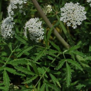Cicuta virosa L.