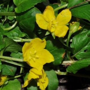 Lysimachia nummularia L.