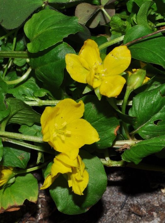 Lysimachia nummularia L.