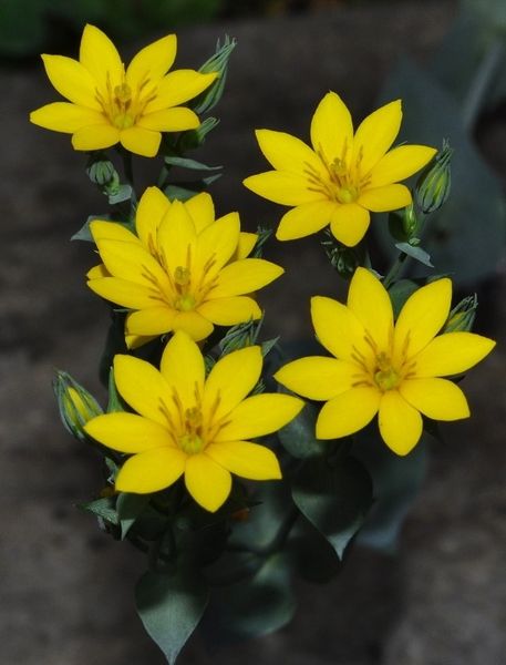 Blackstonia perfoliata (L.) Huds.