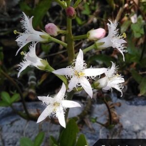 Menyanthes trifoliata L.