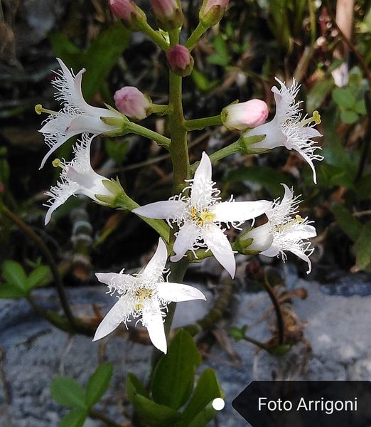 Menyanthes trifoliata L.