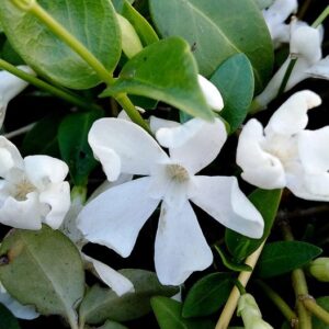 Vinca minor L.