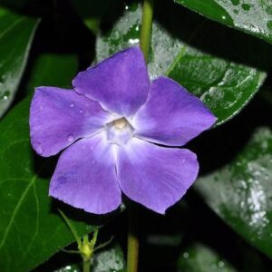 Vinca major L.