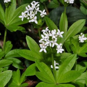 Galium odoratum (L.) Scop.