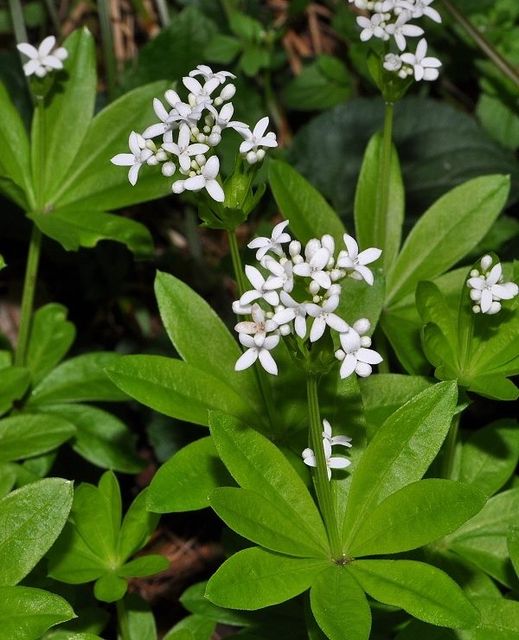 Galium odoratum (L.) Scop.