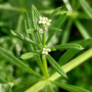Galium aparine L.