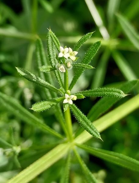 Galium aparine L.