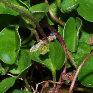 Dichondra micrantha Urb.