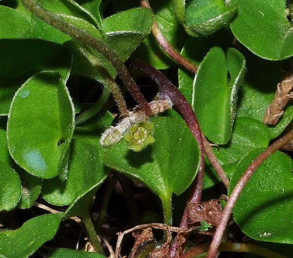 Dichondra micrantha Urb.