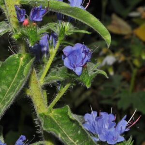 Echium vulgare L.