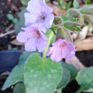 Pulmonaria officinalis L.