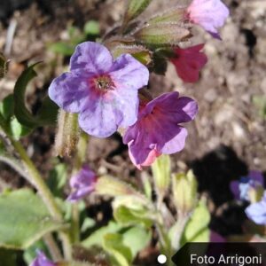 Pulmonaria australis (Murr) W. Sauer