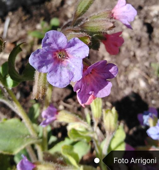 Pulmonaria australis (Murr) W. Sauer