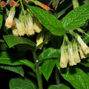 Symphytum tuberosum L.