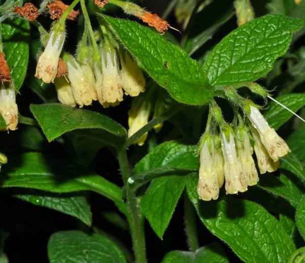 Symphytum tuberosum L.