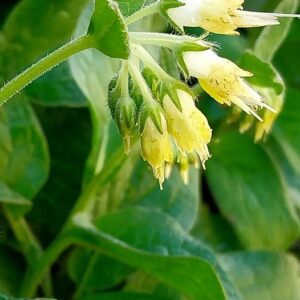 Symphytum bulbosum K.F. Schimp.