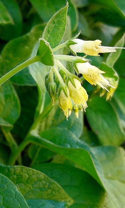 Symphytum bulbosum K.F. Schimp.