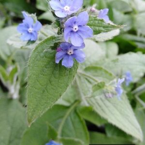 Pentaglottis sempervirens (L.) Tausch ex L.H. Bailey