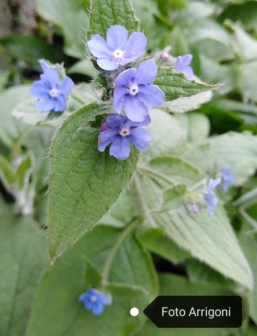 Pentaglottis sempervirens (L.) Tausch ex L.H. Bailey