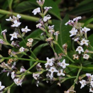 Aloysia citriodora P. Palau