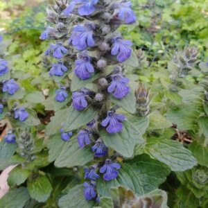 Ajuga genevensis L.