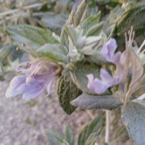 Teucrium Fruticans L.