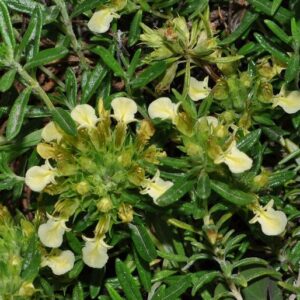 Teucrium montanum L.