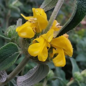 Phlomis fruticosa L.