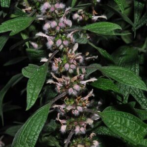 Leonurus cardiaca L.