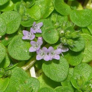 Mentha requienii Benth.